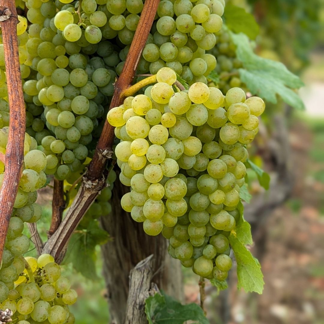 Weiße Trauben am Rebstock