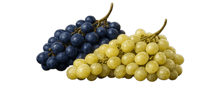 Trauben – Symbolbild für Wein